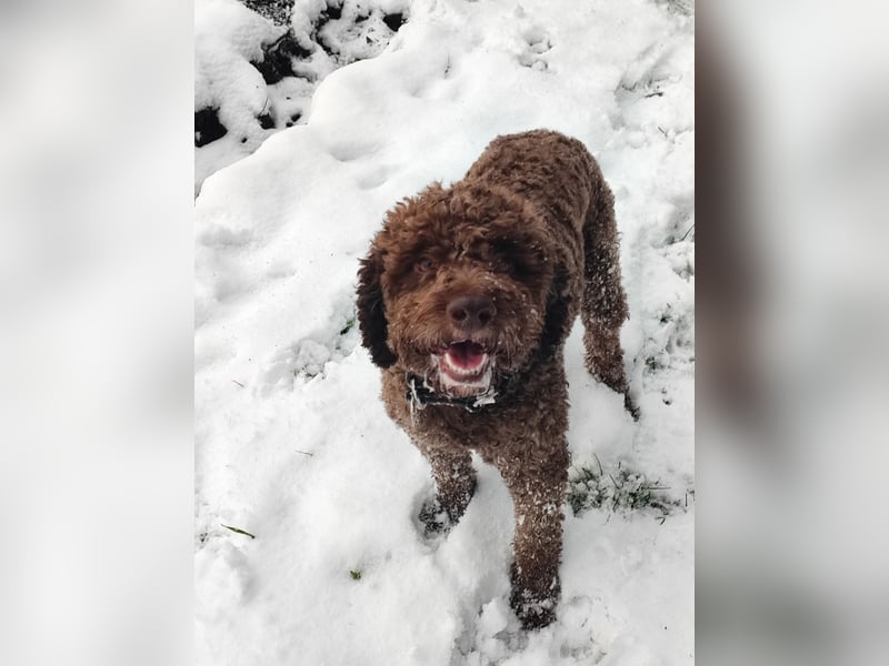 Deckrüde Lagotto Romanoglo