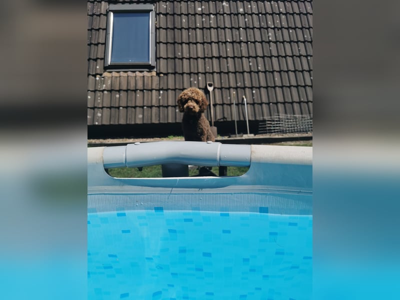 Deckrüde Lagotto Romanoglo