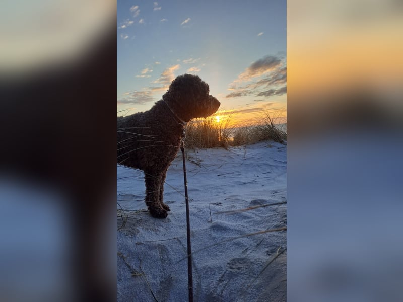 Deckrüde Lagotto Romanoglo