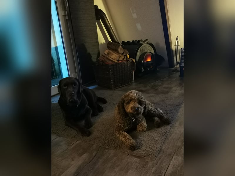 Deckrüde Lagotto Romanoglo