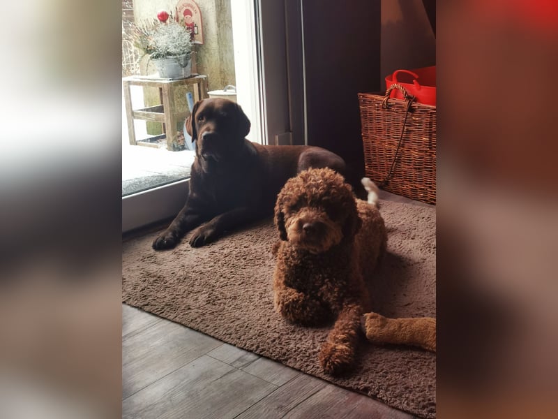 Deckrüde Lagotto Romanoglo