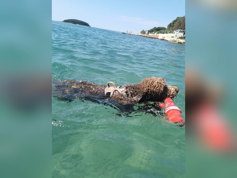 Deckrüde Lagotto Romanoglo