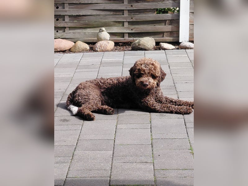 Deckrüde Lagotto Romanoglo