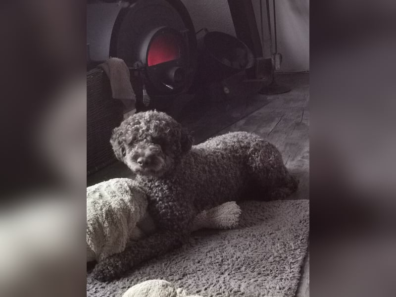 Deckrüde Lagotto Romanoglo