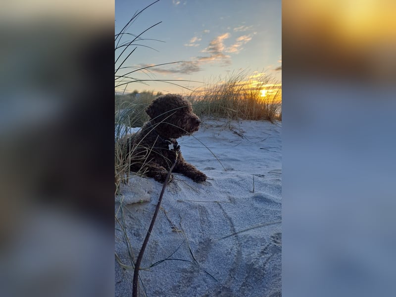 Deckrüde Lagotto Romanoglo