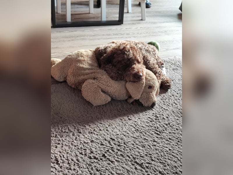 Deckrüde Lagotto Romanoglo