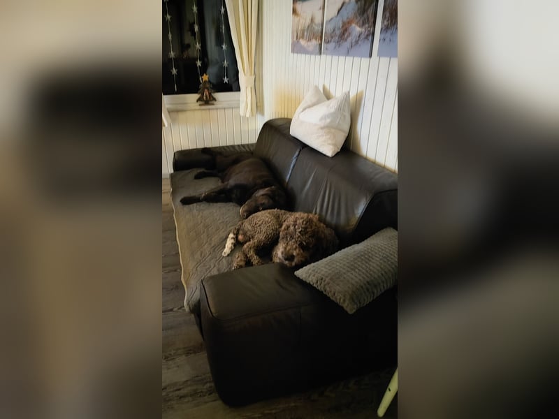 Deckrüde Lagotto Romanoglo