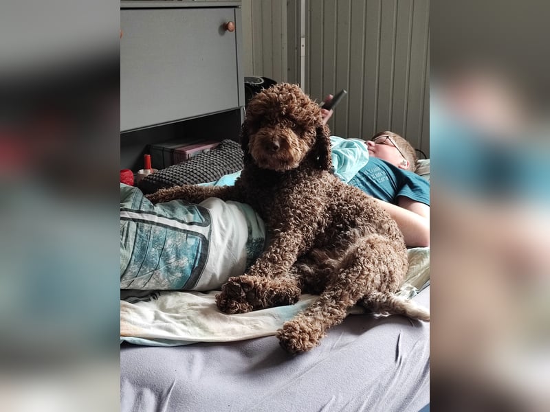 Deckrüde Lagotto Romanoglo