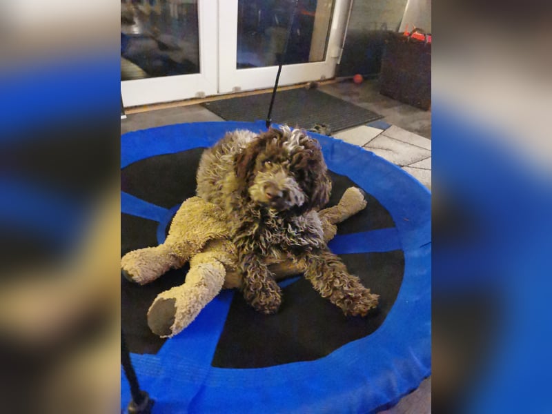 Deckrüde Lagotto Romanoglo
