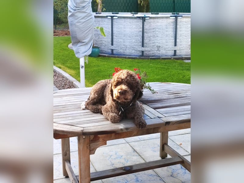 Deckrüde Lagotto Romanoglo