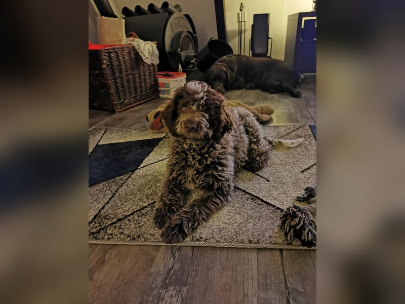 Deckrüde Lagotto Romanoglo