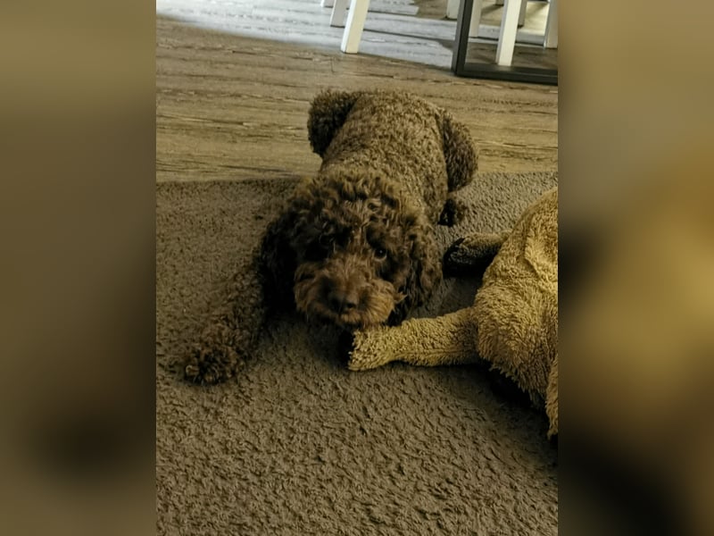 Deckrüde Lagotto Romanoglo