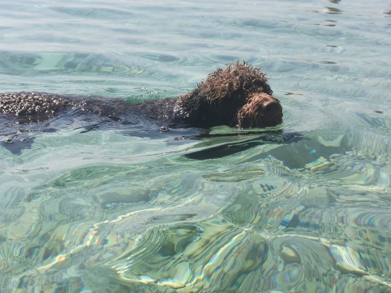 Deckrüde Lagotto Romanoglo