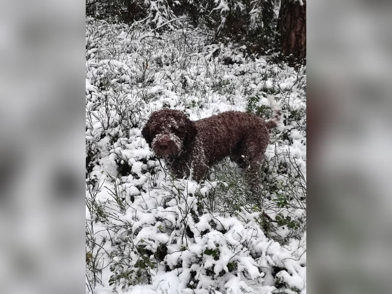 Deckrüde Lagotto Romanoglo