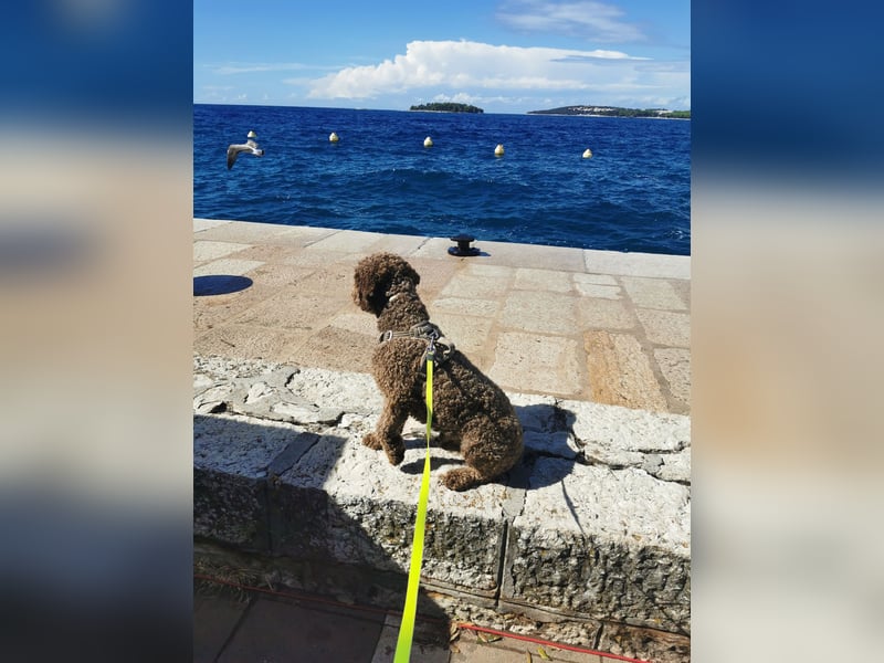 Deckrüde Lagotto Romanoglo