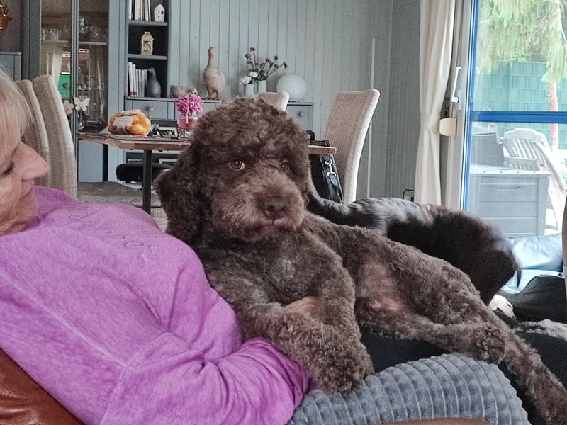 Deckrüde Lagotto Romanoglo