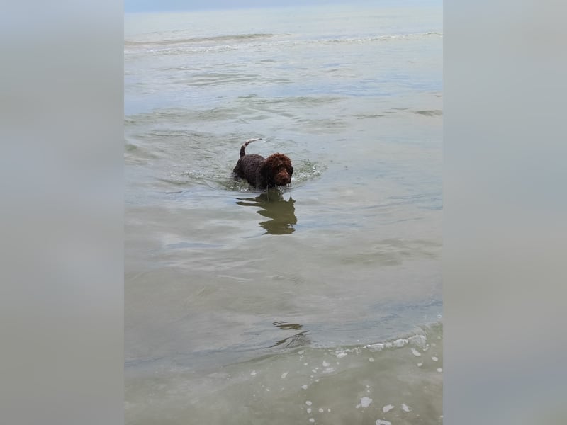 Deckrüde Lagotto Romanoglo