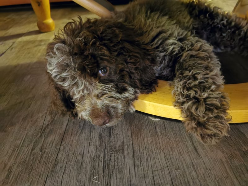 Deckrüde Lagotto Romanoglo