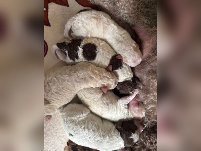 Lagotto Romagnole " con tante amore" Traumwelpen