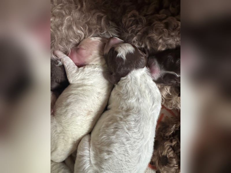 Lagotto Romagnole " con tante amore" Traumwelpen
