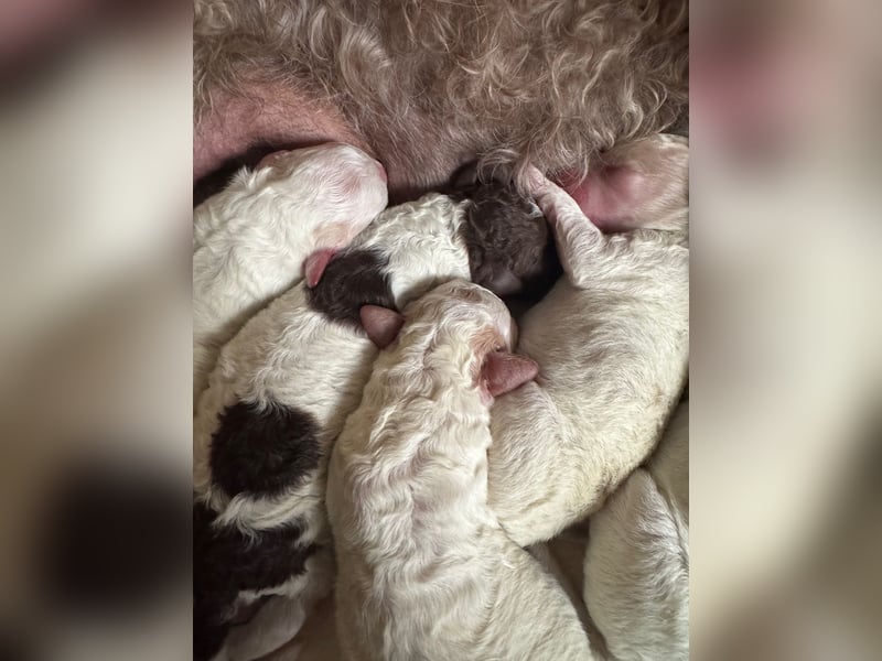 Lagotto Romagnole " con tante amore" Traumwelpen