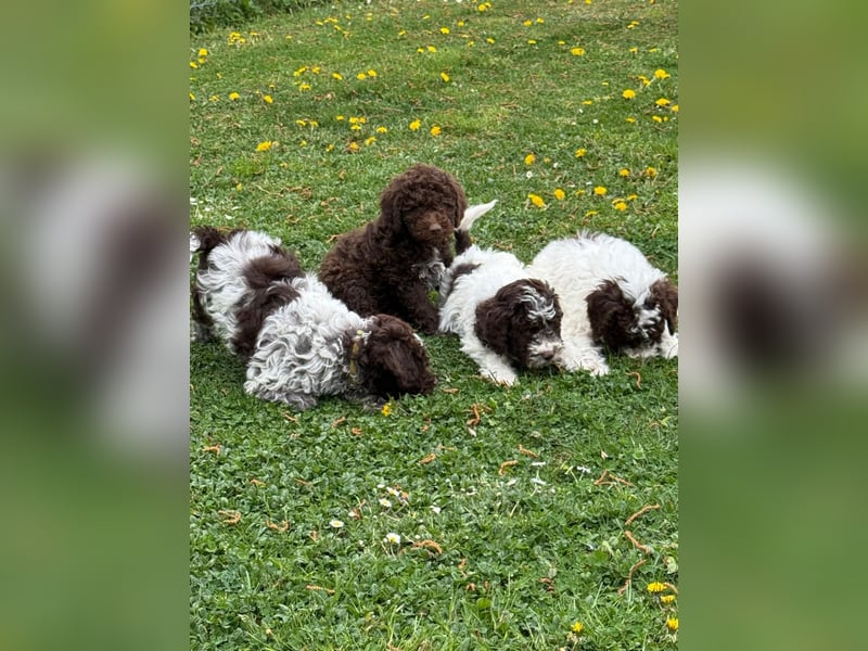 Lagotto Romagnolo Welpen