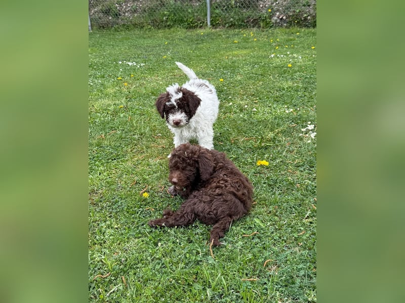 Lagotto Romagnolo Welpen