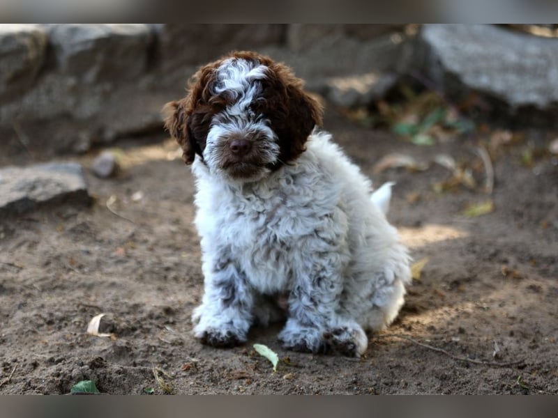 Lagotto Romagnolo