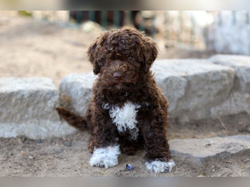 Lagotto Romagnolo