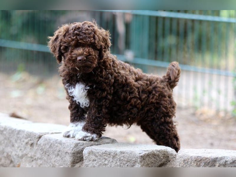 Lagotto Romagnolo