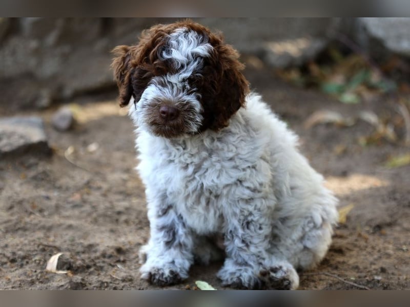 Lagotto Romagnolo