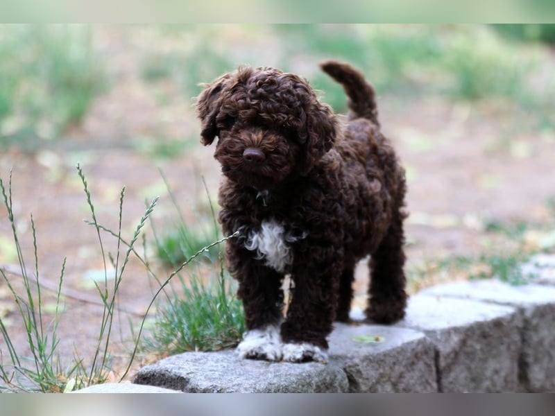 Lagotto Romagnolo