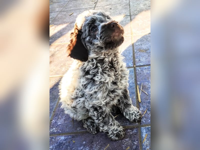 Lagotto-Welpen mit Stammbaum