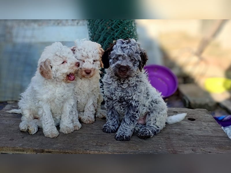 Lagotto-Welpen mit Stammbaum