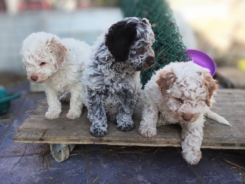 Lagotto-Welpen mit Stammbaum