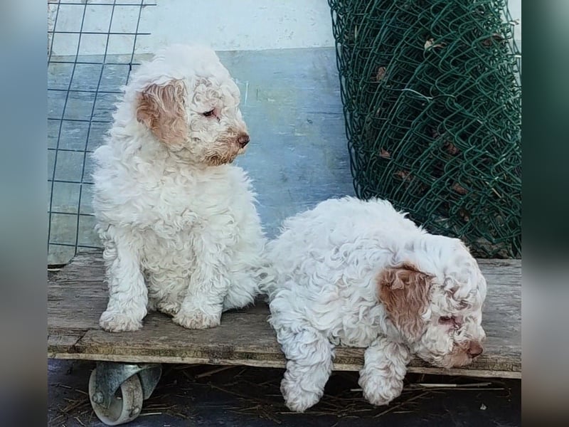 Lagotto-Welpen mit Stammbaum