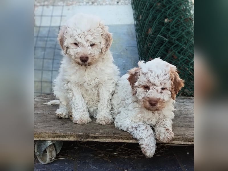 Lagotto-Welpen mit Stammbaum