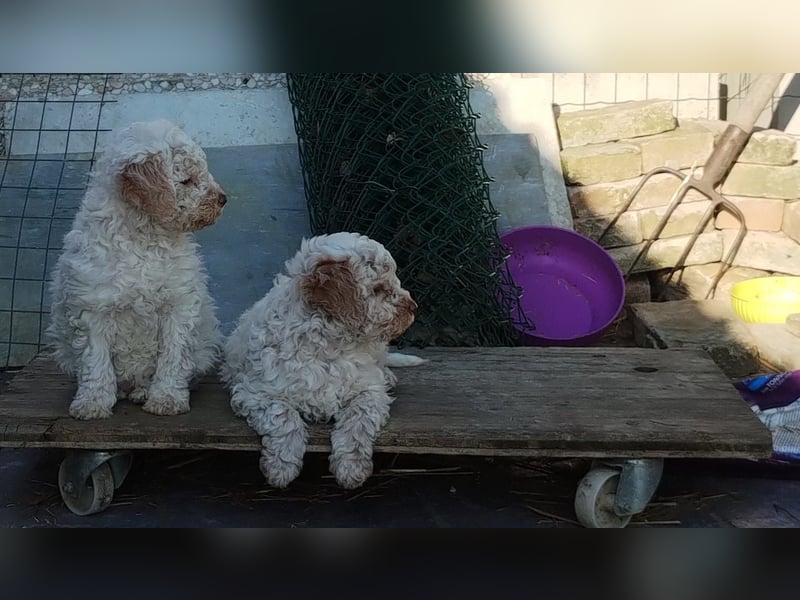 Lagotto-Welpen mit Stammbaum