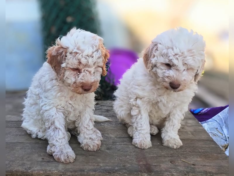 Lagotto-Welpen mit Stammbaum