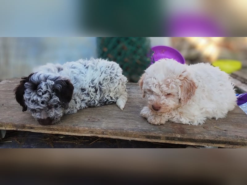 Lagotto-Welpen mit Stammbaum