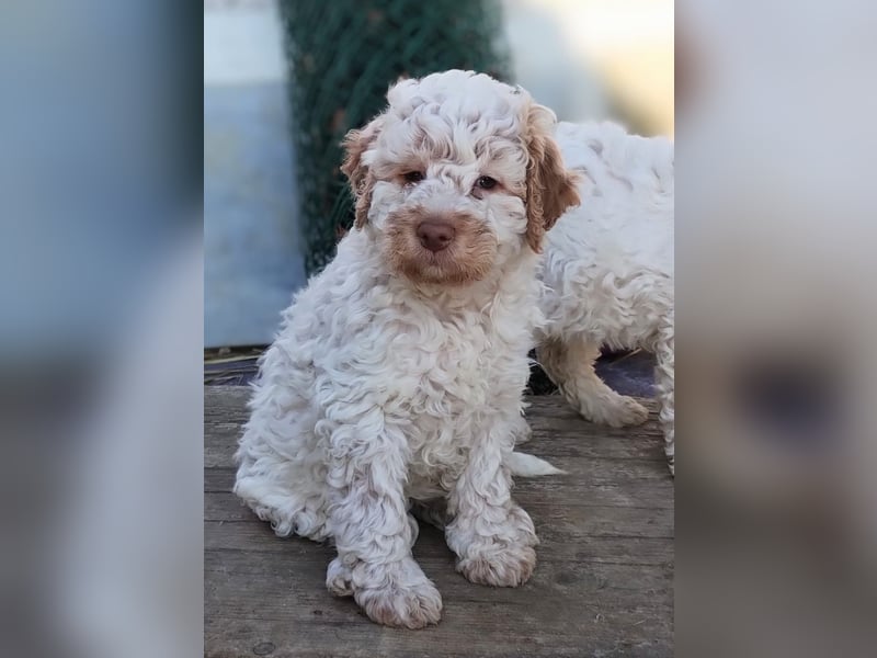 Lagotto-Welpen mit Stammbaum