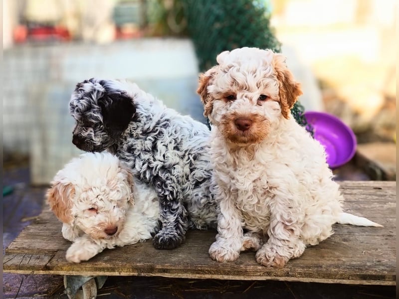 Lagotto-Welpen mit Stammbaum
