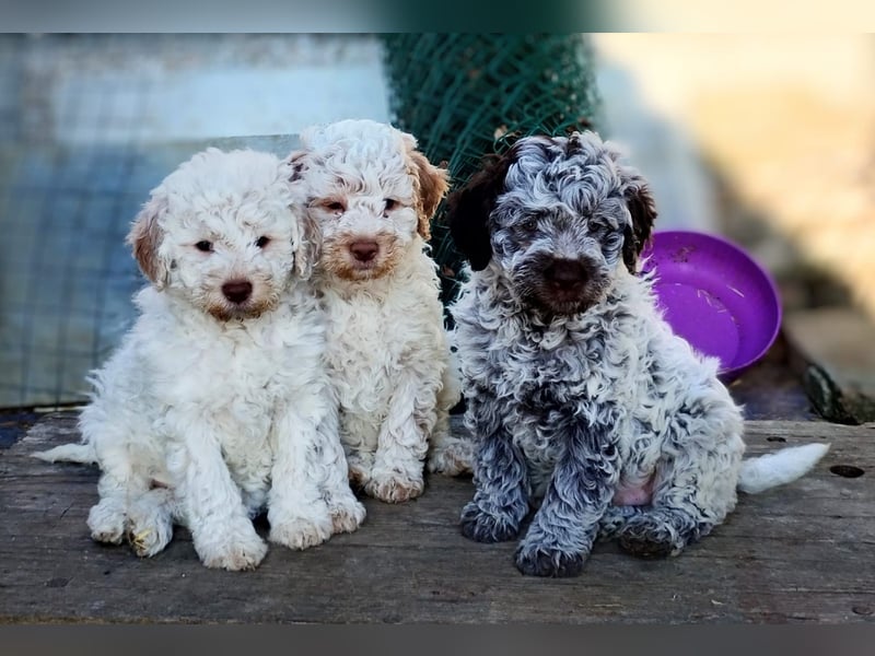 Lagotto-Welpen mit Stammbaum