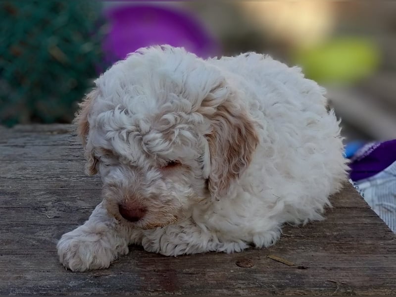 Lagotto-Welpen mit Stammbaum