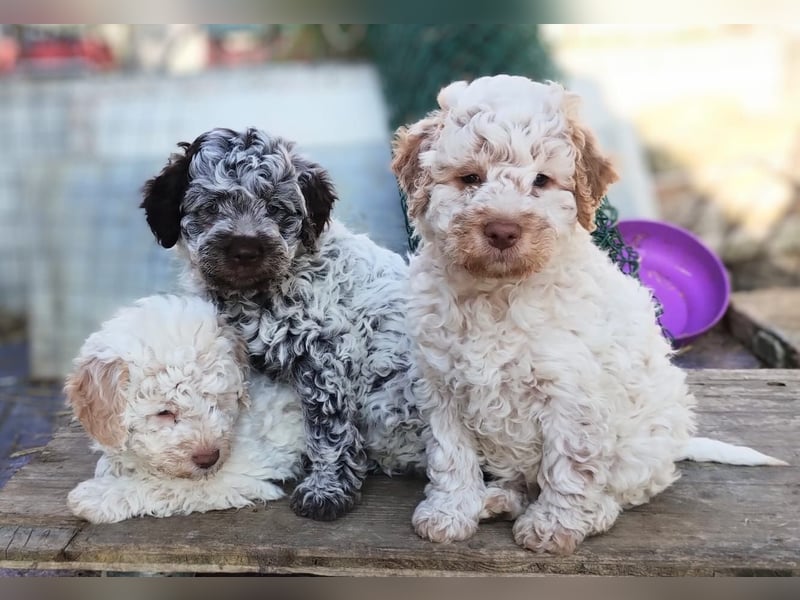 Lagotto-Welpen mit Stammbaum