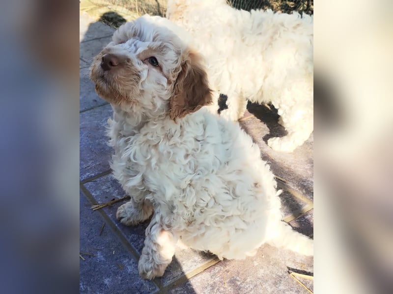 Lagotto-Welpen mit Stammbaum