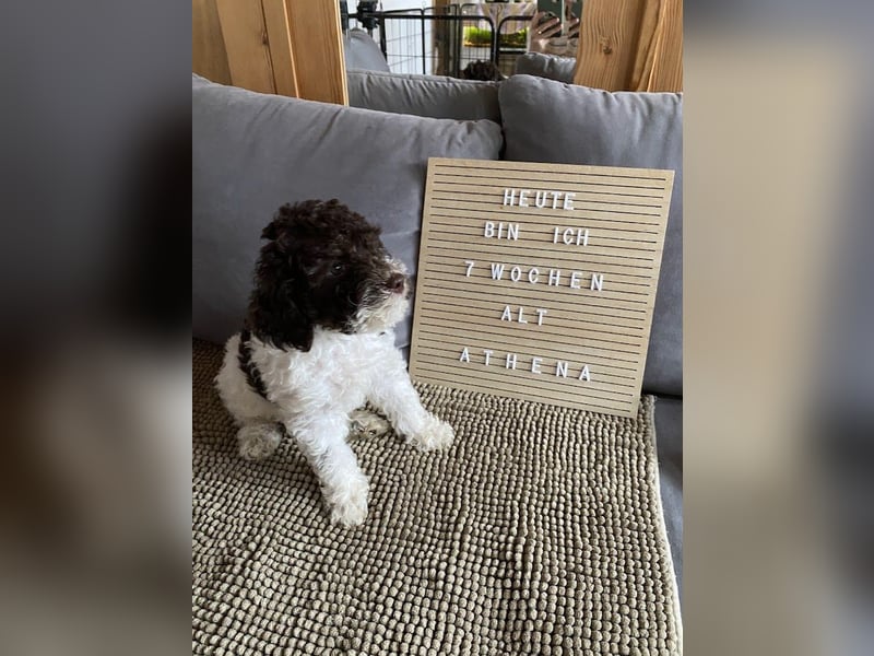 Lagotto Romagnolo Welpen aus FCI/VDH Zucht