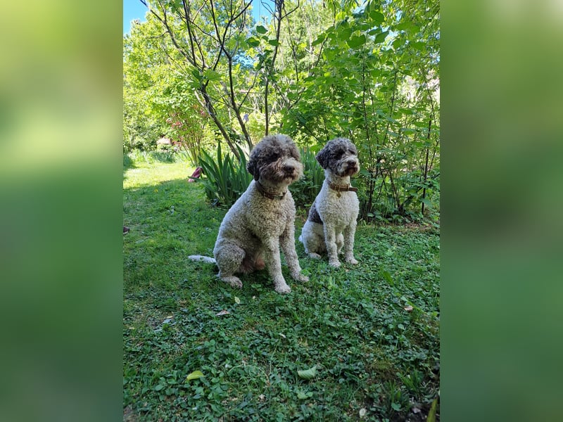 Lagotto Romagnolo Welpen aus FCI/VDH Zucht