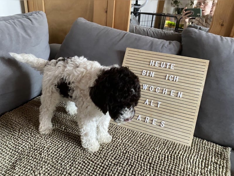 Lagotto Romagnolo Welpen aus FCI/VDH Zucht