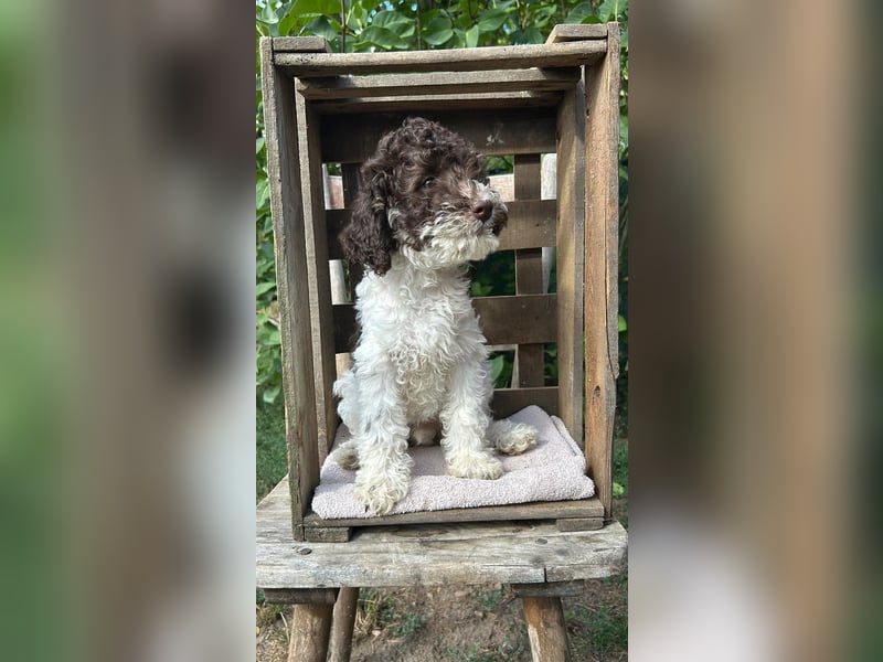 Lagotto Romagnolo Hündin aus FCI/VDH Zucht
